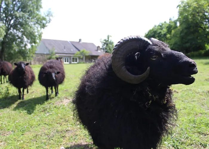 Semesterbostad Pres Du Mans : Calme, Confort, Commerces A Proximite, Ideal Pour 2 Pers. - Fr-1-410-273