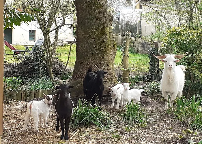 Pres Du Mans : Calme, Confort, Commerces A Proximite, Ideal Pour 2 Pers. - Fr-1-410-273 Semesterbostad Cérans-Foulletourte